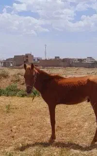 نریان دوساله