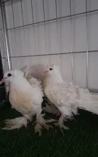 کبوتر جوجه