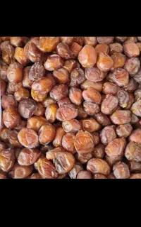 خرید و فروش خرمای خاصه و باچی به صورت نقد