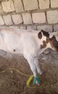گوساله