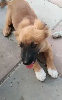 سگ گمشده.شهرک صدف