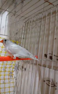 فنج