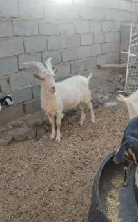 بزغاله