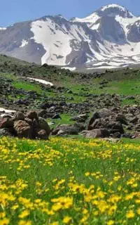 نیازمند کارگر ساده جهت چوپانی در منطقه اردبیل