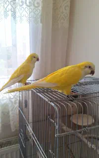 راهب(کواکر)