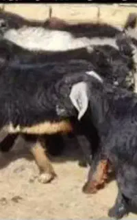 بز ترکی کوه رو کهره دار  درجه یک