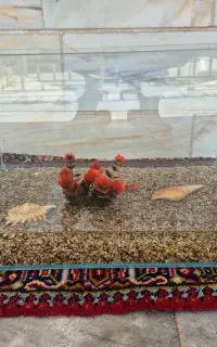آکواریوم