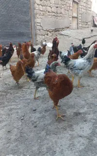 نیمچه مرغ و خروس