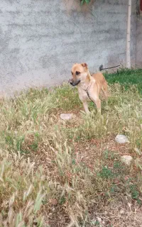 سگ باغ