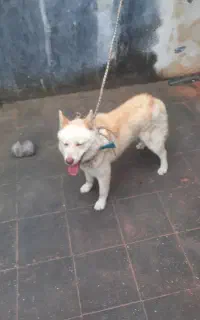 سگ هاسکی