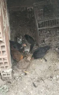 جوجه محلی