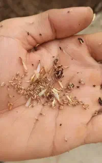 سم پاشی حشرات، سمپاشی موریانه،سوسک سمپاشی ساس موش