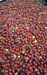 عناب تازه امسالی