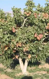 هرس کاری درختان و پیوند زدن