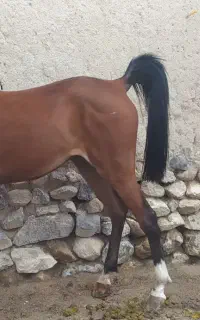 کره مادیان عرب ایرانی اصل