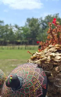 گلپر معطر مخصوص ترشی و ادویه و زغال اخته