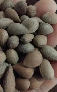 بادام کوهی۲۳۰