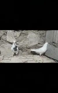کبوتر طوقی