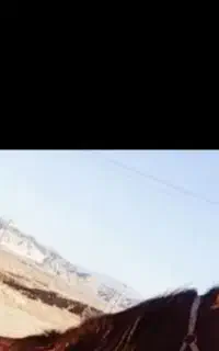 اسب مادیون معاوضه با گوسفند