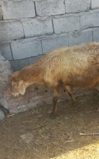گوسفندجوان وچاق