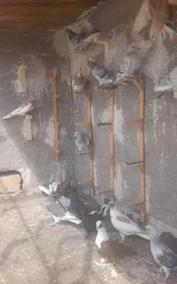 کبوتر