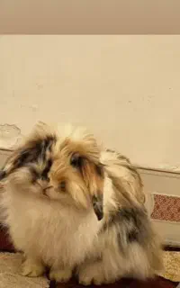 فروش خرگوش