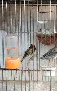 گلبسردهن سهره ماده قناری جفتی گلبسروسهره