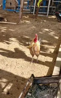 سه عددخروس