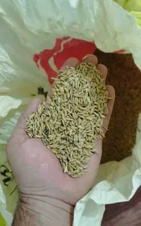 بذر برنج  چلتوک