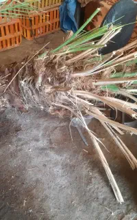 جونگ  درخت و نهال