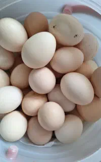 تخم مرغ محلی تازه ۱۸ تومن