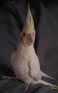 عروس هلندی نر