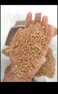 خریداری و فروش هر نوع گندم جو درکل استان