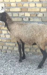 میش چاق گوشتی