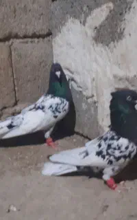 ی جفت کله سیاه روزگاری