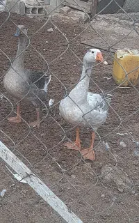 قوغاز و دورگ ۴ ماهه