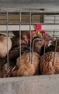 بلدرچین نر آماده کشتار