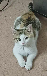 بچه گربه 2 ماهه