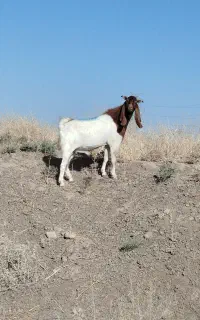 تکه پاکستانی