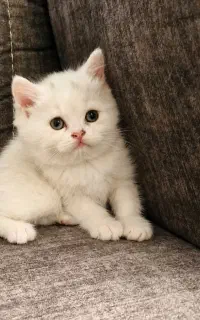 بریتیش چشم سبز تیله ای خرسی ماده