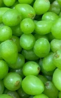 فروش غوره کلی
