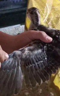 جوجه بوقلمون