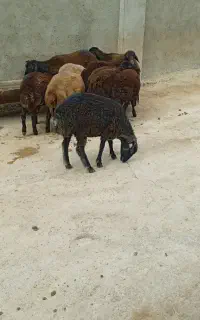 10عدد بره 8ماده 2تانر