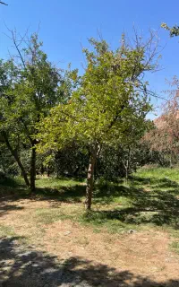 تور بوژان نیشابور