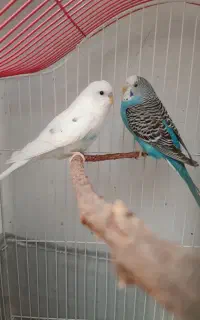 ۶ عدد مرغ عشق