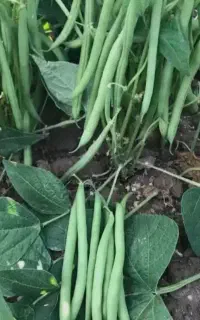لوبیا سبز ترد درجه1