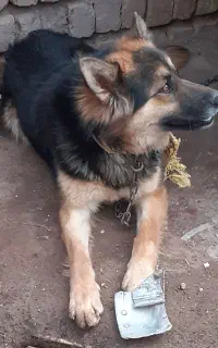 سگ ژرمن
