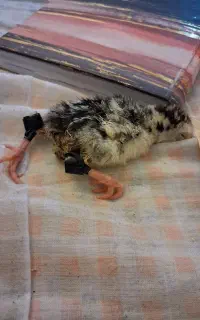 جوجه بوقلمون معلول
