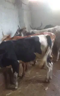 8 راس گوساله