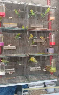 فروش مرغ عشق و عروس هلندی